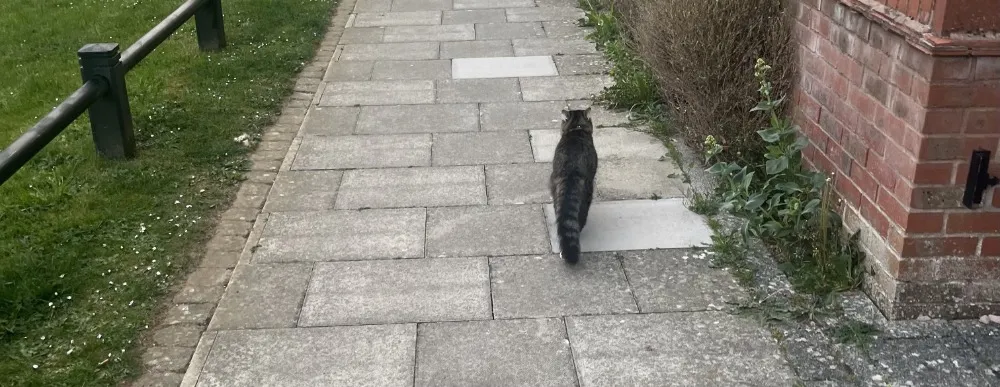 Jacob White’s cat